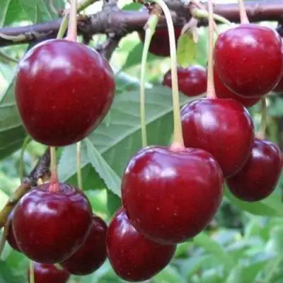 Вишня ТУРГЕНЕВКА в Осиповичах