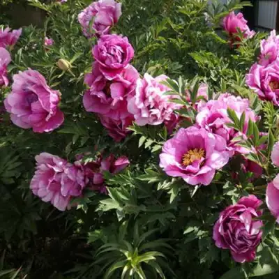 Пион ВРАТА ХРАМА древовидный  в Осиповичах