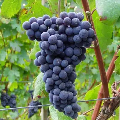 Виноград МУКУЗАНИ в Осиповичах