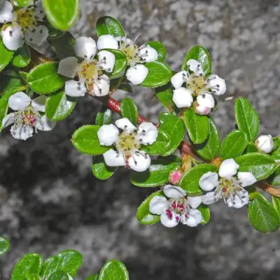 Кизильник ТАНГСТЕДТ горизонтальный  в Осиповичах