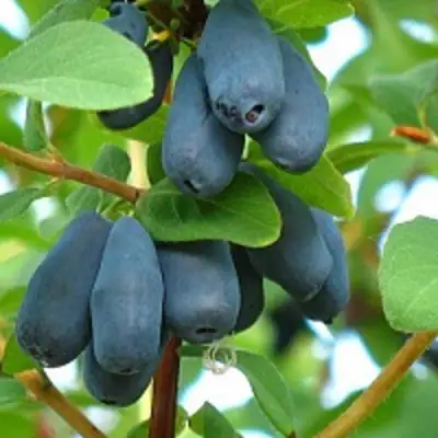 саженцы жимолости югана