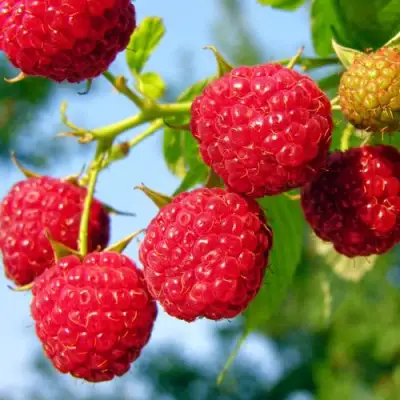 Малина МЕТЕОР в Осиповичах