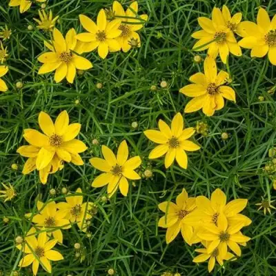 Кореопсис мутовчатый в Осиповичах