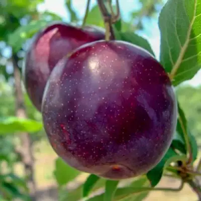 Слива АНЖЕЛИНО в Осиповичах