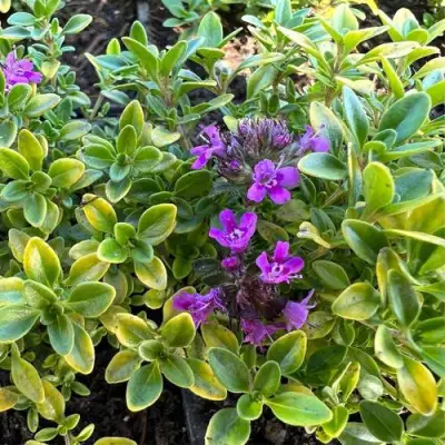 Тимьян АРЧЕРЗ ГОЛД в Осиповичах