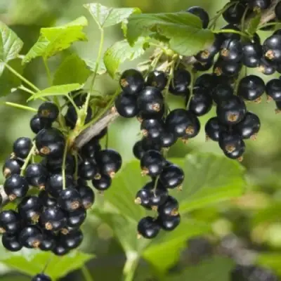 Смородина черная БЕН КОНАН в Осиповичах