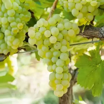 Виноград КИШМИШ МУСКАТНЫЙ в Осиповичах