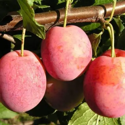 Слива ВИКТОРИЯ в Осиповичах