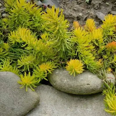 Очиток (седум) АНГЕЛИНА оттогнутый в Осиповичах