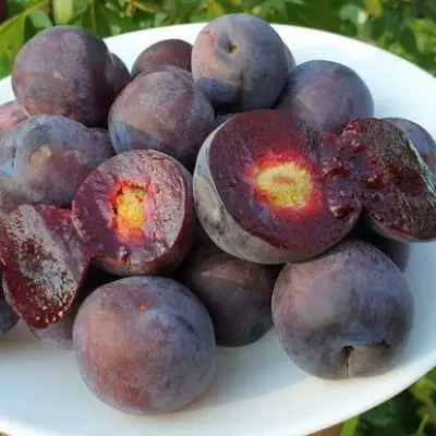 Сливово-вишневый гибрид МЕЙНОР в Осиповичах