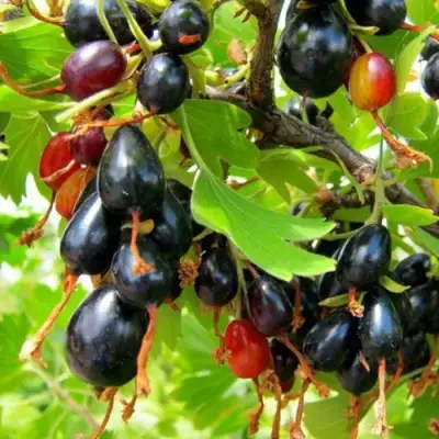 Смородина золотистая БОКАЛИНСКАЯ в Осиповичах