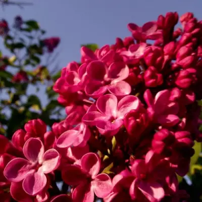 Сирень КРАСНАЯ МОСКВА в Осиповичах