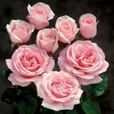 Роза ФРЕДЕРИК МИСТРАЛЬ чайно-гибридная в Осиповичах