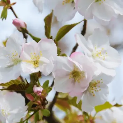 Вишня ОКАМЕ в Осиповичах