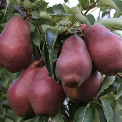 Груша РЕД ВИЛЬЯМС в Осиповичах