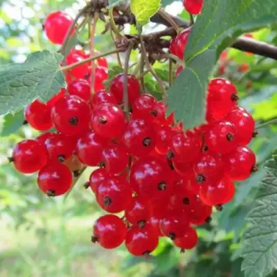 Смородина красная КРАСНАЯ АНДРЕЙЧЕНКО в Осиповичах