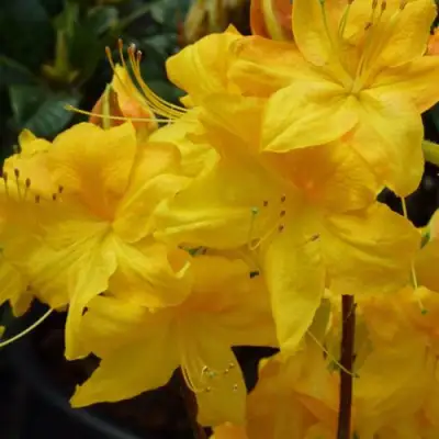 Азалия ЛИМЕТТА листопадная в Осиповичах