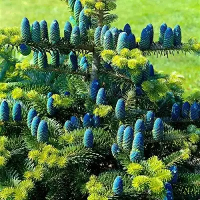 Пихта корейская  в Осиповичах