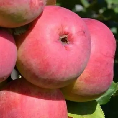 Яблоня ВЭМ-РОЗОВЫЙ в Осиповичах