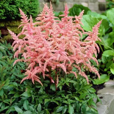 Астильба БРЕССИНГЕМ БЬЮТИ Арендса в Осиповичах