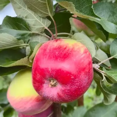 Яблоня АРБАТ колонновидная в Осиповичах