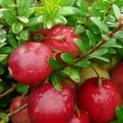 Клюква ХОЛЬШТАЙН в Осиповичах