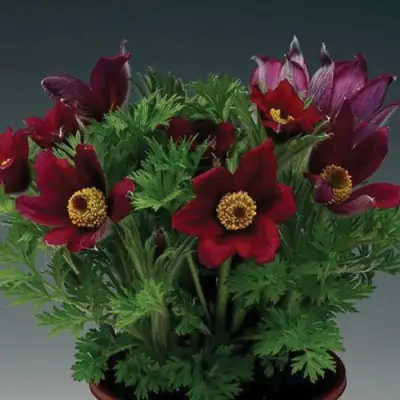 Прострел ПИНВИЛ РЕД ШЕЙДЕС в Осиповичах