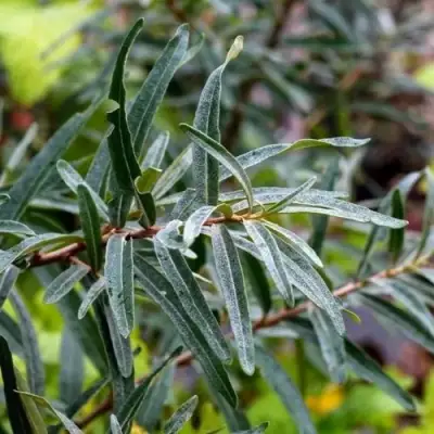 Облепиха АДАМ (МУЖСКАЯ) в Осиповичах