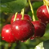 Дюк ПРЕВОСХОДНАЯ ВЕНЬЯМИНОВА в Осиповичах