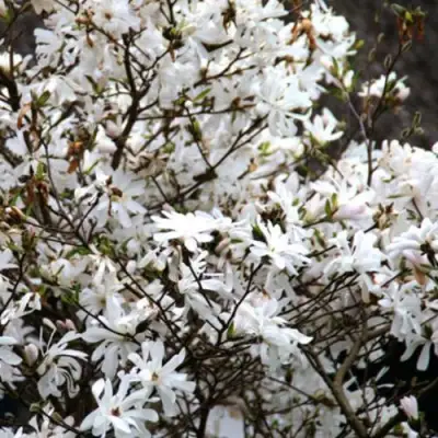 Магнолия СТЕЛЛАТА в Осиповичах