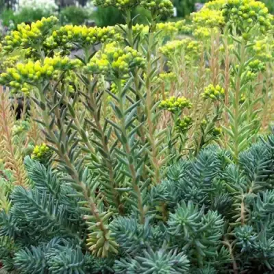 Очиток (седум) отогнутый в Осиповичах