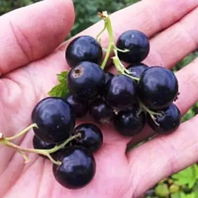 Смородина чёрная ГЕРКУЛЕС в Осиповичах