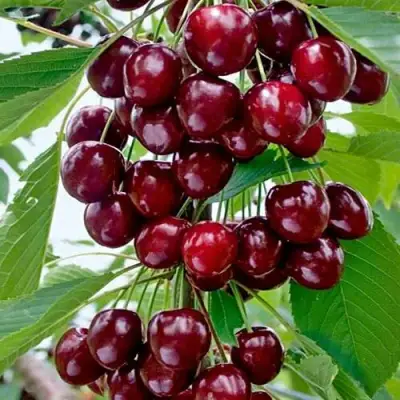 Черешня ХЕЛЕНА колоновидная в Осиповичах