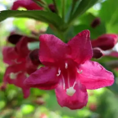 Вейгела БРИСТОЛЬ РУБИ в Осиповичах