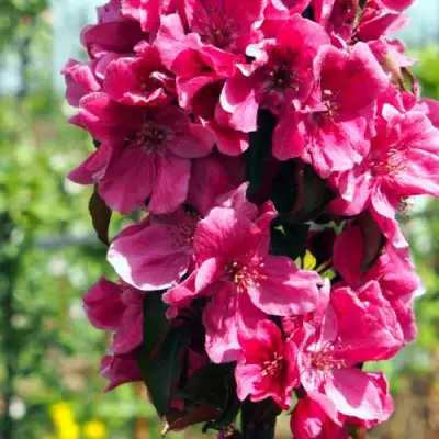 Яблоня МАЛИНОВОЕ ОЖЕРЕЛЬЕ колонновидная в Осиповичах