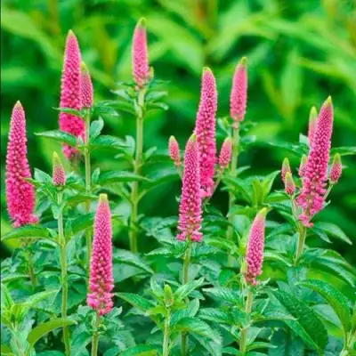 Вероника РОНИКА ФУКСИЯ в Осиповичах