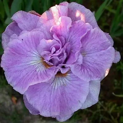 Ирис ИМПЕРИАЛ ОПАЛ сибирский в Осиповичах