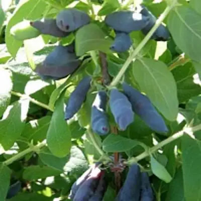 Жимолость съедобная НИМФА (ГАММА) в Осиповичах