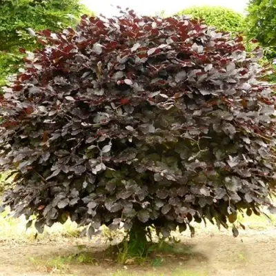 Бук лесной АТРОПУНИЦЕА в Осиповичах