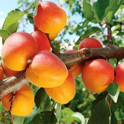 Абрикос ТРИУМФ СЕВЕРНЫЙ в Осиповичах
