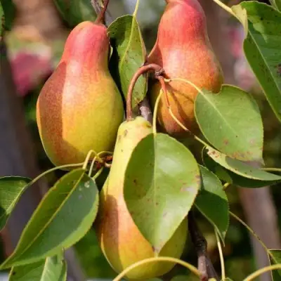 Груша РУССКАЯ КРАСАВИЦА (КРАСАВИЦА ЧЕРНЕНКО) в Осиповичах