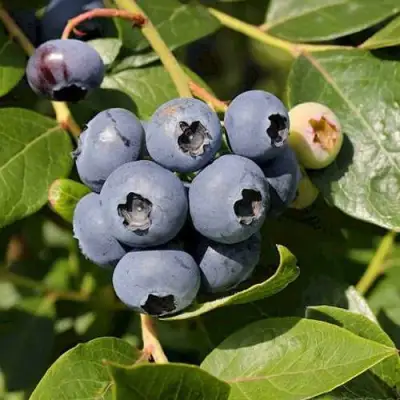 Голубика ШАНТЕКЛЕР в Осиповичах