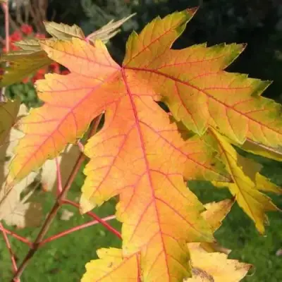 Клен серебристый в Осиповичах