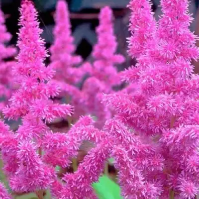 Астильба АМЕТИСТ Арендса в Осиповичах