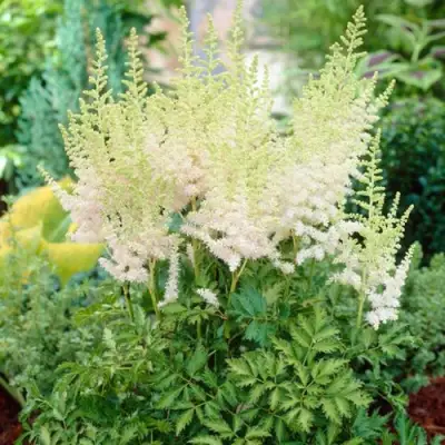 Астильба МИЛК ЭНД ХАНИ китайская в Осиповичах