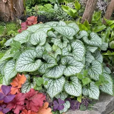 Бруннера ДЖЭК ФРОСТ в Осиповичах