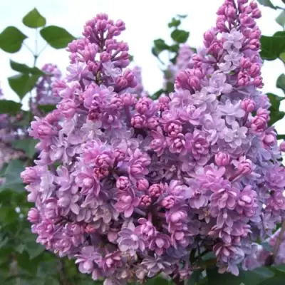 Сирень КОЛХОЗНИЦА в Осиповичах