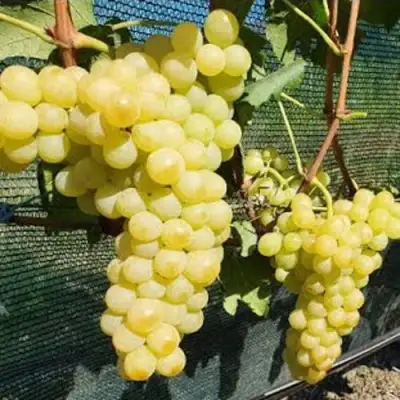 Виноград КИШМИШ ЗОЛОТЦЕ в Осиповичах