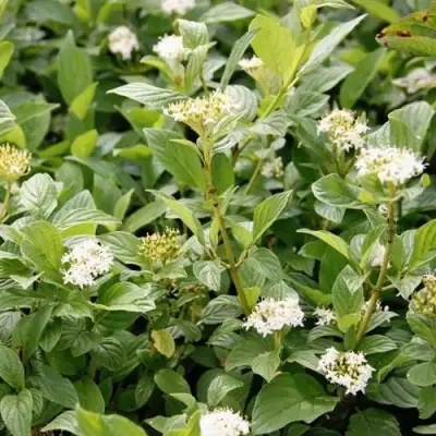 Дерен ФЛАВИРАМЕА отпрысковый в Осиповичах