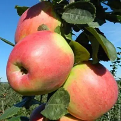 Яблоня БРЯНСКОЕ РОЗОВОЕ в Осиповичах
